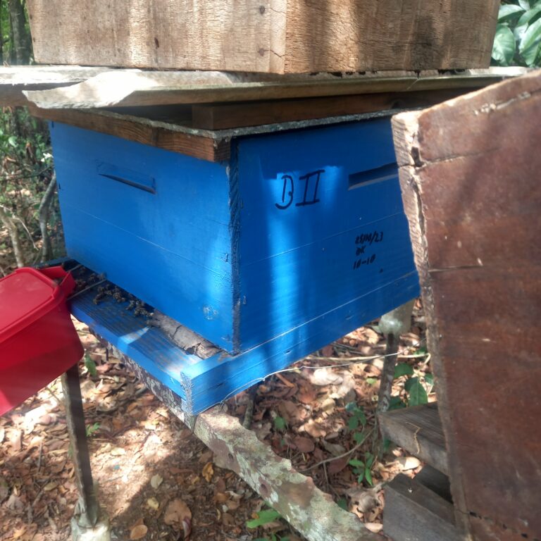 Apicultura e meliponicultura