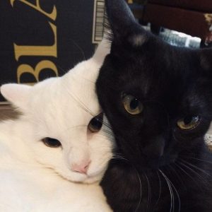 Amizade x romance