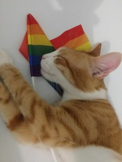 Laços