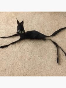 Bonde Do Gato Preto